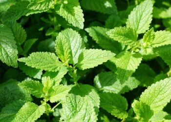 4 Receitas Naturais para Combater Pragas sem Agrotóxicos em apenas 7 Dias