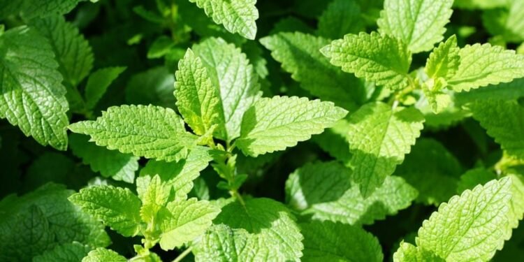 4 Receitas Naturais para Combater Pragas sem Agrotóxicos em apenas 7 Dias